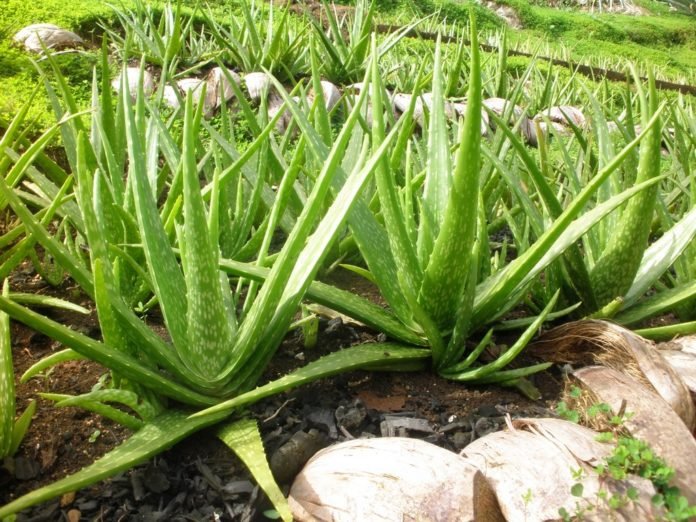 Aloe-Vera-Plant