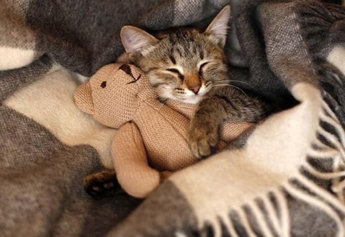 5ca1c51245d2a0296417d19c