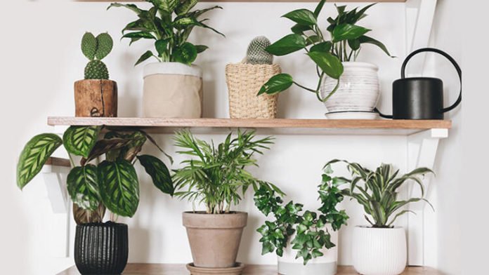 Evinize Alabileceğiniz 5 Bitki ve Faydaları Evinize Alabileceğiniz 5 Bitki ve Faydaları