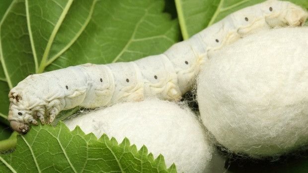 İpek Böceğine Zarar Vermeden Kumaş Ürettiler