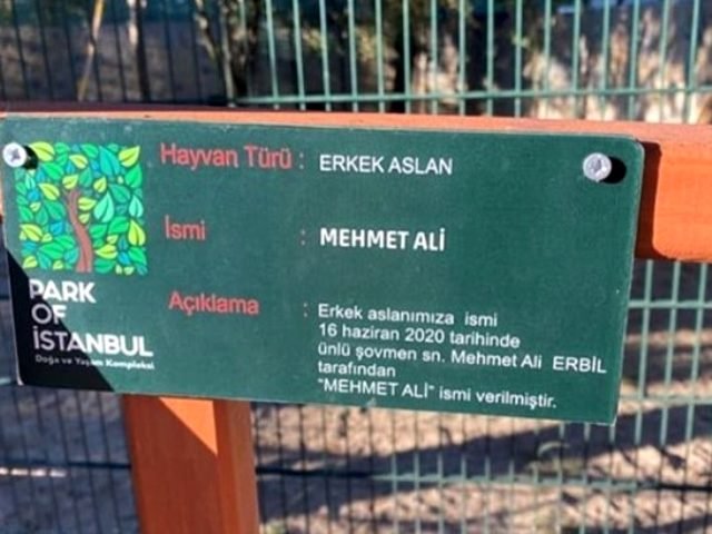 Mehmet Ali Erbil, Hayvanat Bahçesinde Bulunan Aslana İsmi Verdi