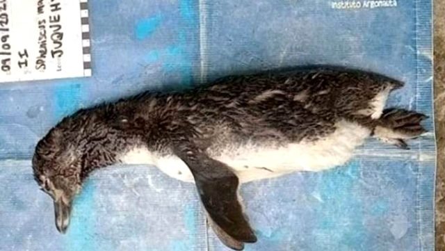 Ölen Penguenin Midesinden N95 Maske Çıktı