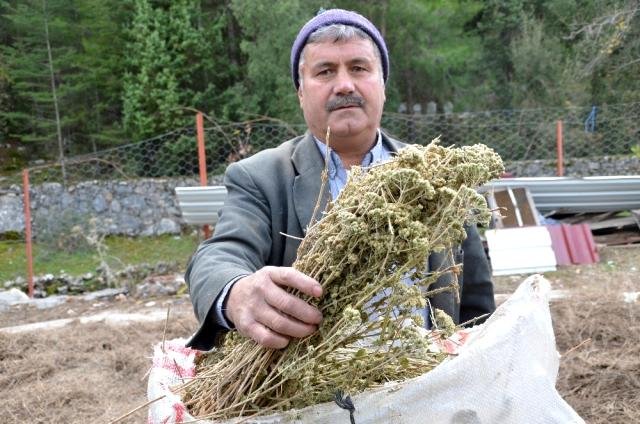 Köylünün Geçim Kaynağı Oldu! Koronavirüs Sonrası Kekik Yağı Satışları Patladı