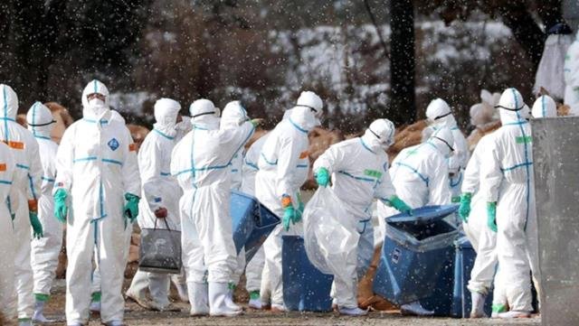 Kuş Gribi İlk Kez İnsanlara Bulaştı! Rusya'da 7 Kişi Karantinaya Alındı, DSÖ Bilgilendirildi