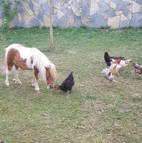 cocuklara Uygun En İyi 8 At